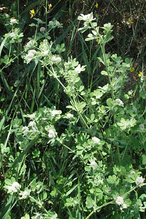 Lotus rectus \ Aufrechter Backenklee, F Mouries 9.6.2006