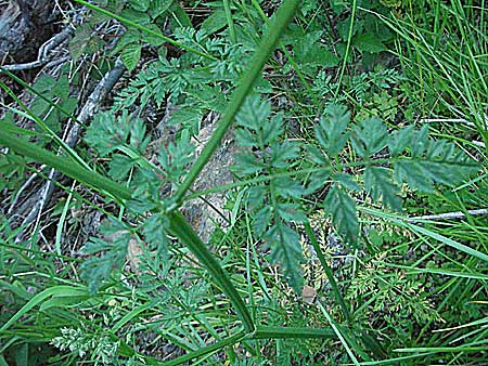 Anthriscus sylvestris \ Wiesen-Kerbel / Cow Parsley, F Allevard 11.6.2006