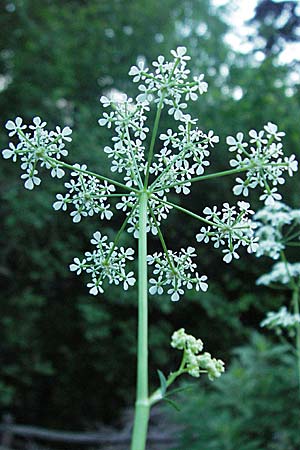 Anthriscus sylvestris \ Wiesen-Kerbel / Cow Parsley, F Allevard 11.6.2006