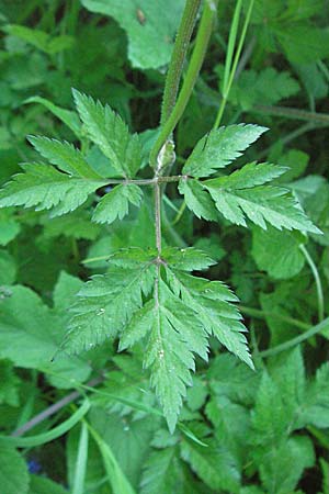 Chaerophyllum hirsutum \ Berg-Klberkropf / Hairy Chervil, F Allevard 11.6.2006
