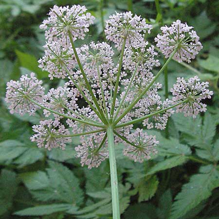 Chaerophyllum hirsutum \ Berg-Klberkropf / Hairy Chervil, F Allevard 11.6.2006