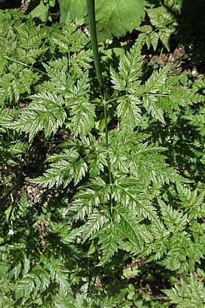 Chaerophyllum hirsutum \ Berg-Klberkropf / Hairy Chervil, F Allevard 11.6.2006