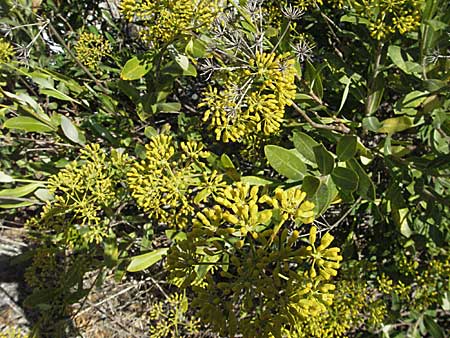 Bupleurum fruticosum \ Strauchiges Hasenohr / Shrubby Hare's Ear, F Avignon 7.8.2006