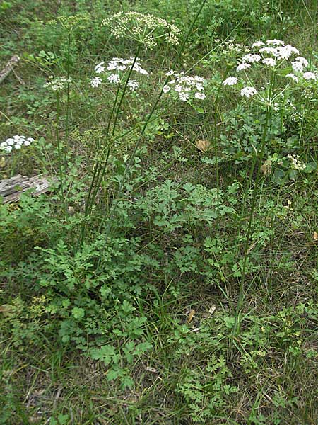 Peucedanum oreoselinum \ Berg-Haarstrang / Mountain Parsley, F Pyrenäen/Pyrenees, Prades 12.8.2006