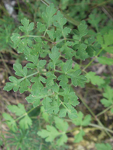 Peucedanum oreoselinum \ Berg-Haarstrang / Mountain Parsley, F Pyrenäen/Pyrenees, Prades 12.8.2006