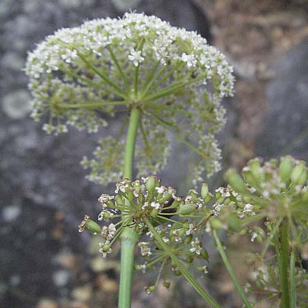Laserpitium gallicum \ Franzsisches Laserkraut / French Sermountain, F Pyrenäen/Pyrenees, Eus 14.8.2006