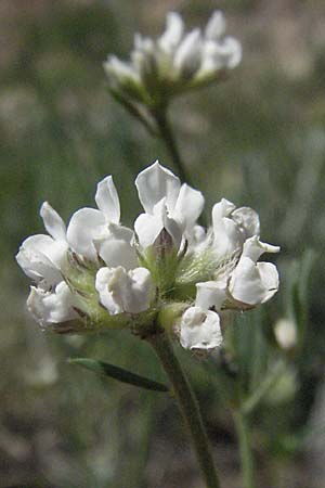 Lotus dorycnium \ F�nfbl�ttriger Backenklee, F Le Muy 12.5.2007