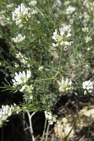 Lotus dorycnium \ F�nfbl�ttriger Backenklee, F Le Muy 12.5.2007