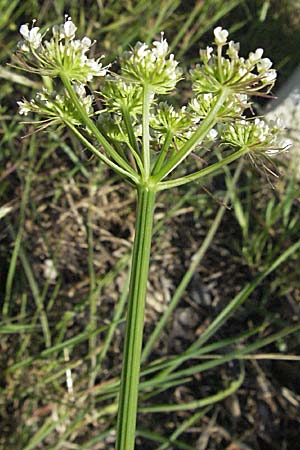 Oenanthe pimpinelloides \ Bibernell-Rebendolde, Sdliche Erdkastanie / Corky-Fruited Water Dropwort, F Maures, Bois de Rouquan 12.5.2007