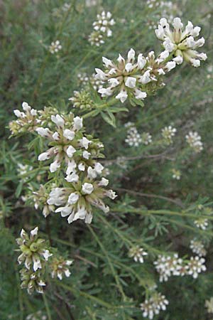Lotus dorycnium \ F�nfbl�ttriger Backenklee, F Camargue 13.5.2007