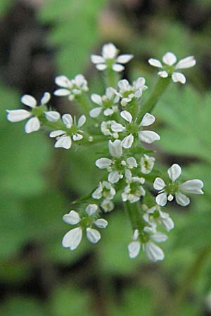 Torilis japonica \ Gewhnlicher Klettenkerbel / Upright Hedge Parsley, F Pyrenäen/Pyrenees, Olette 14.5.2007