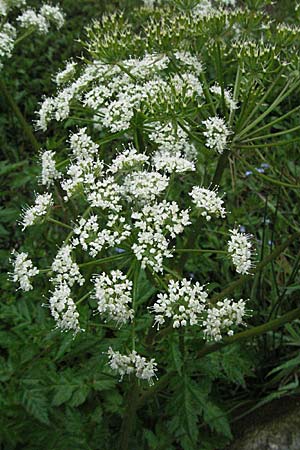 Chaerophyllum hirsutum \ Berg-Klberkropf / Hairy Chervil, F Pradelles 16.5.2007