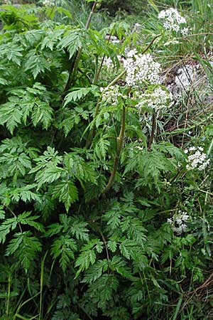 Chaerophyllum hirsutum \ Berg-Klberkropf / Hairy Chervil, F Pradelles 16.5.2007