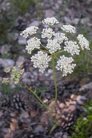 Conopodium majus \ Franzsische Erdkastanie / Pignut, F Queyras, Vieille Ville 22.6.2008
