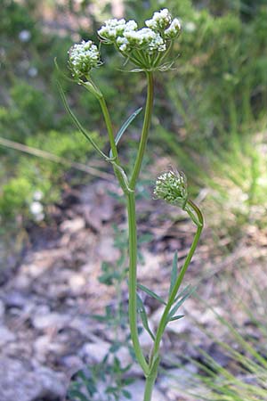 Conopodium majus \ Franzsische Erdkastanie / Pignut, F Queyras, Vieille Ville 22.6.2008
