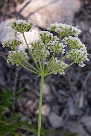 Conopodium majus \ Franzsische Erdkastanie / Pignut, F Queyras, Vieille Ville 22.6.2008