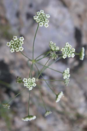 Seseli longifolium \ Langbl&auml;ttriger Bergfenchel / Longleaf Seseli, F Grand Canyon du Verdon 23.6.2008