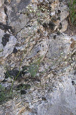 Seseli longifolium \ Langbl&auml;ttriger Bergfenchel / Longleaf Seseli, F Grand Canyon du Verdon 23.6.2008