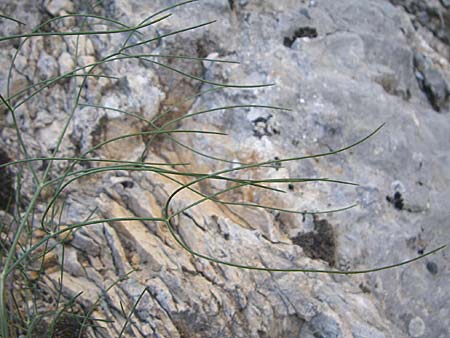 Seseli longifolium \ Langbl&auml;ttriger Bergfenchel / Longleaf Seseli, F Grand Canyon du Verdon 23.6.2008