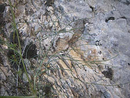 Seseli longifolium \ Langbl&auml;ttriger Bergfenchel / Longleaf Seseli, F Grand Canyon du Verdon 23.6.2008
