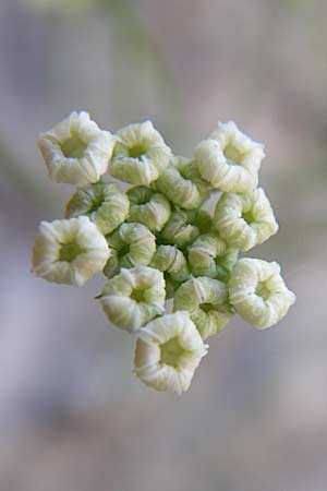Seseli longifolium \ Langbl&auml;ttriger Bergfenchel / Longleaf Seseli, F Grand Canyon du Verdon 23.6.2008
