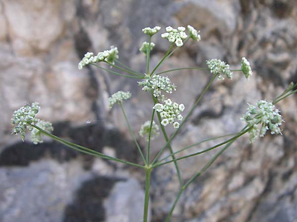 Seseli longifolium \ Langbl&auml;ttriger Bergfenchel / Longleaf Seseli, F Grand Canyon du Verdon 23.6.2008
