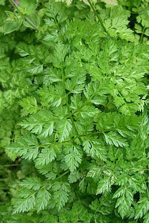 Anthriscus cerefolium \ Garten-Kerbel / Chervil, F Elsass/Alsace, Murbach 3.8.2008