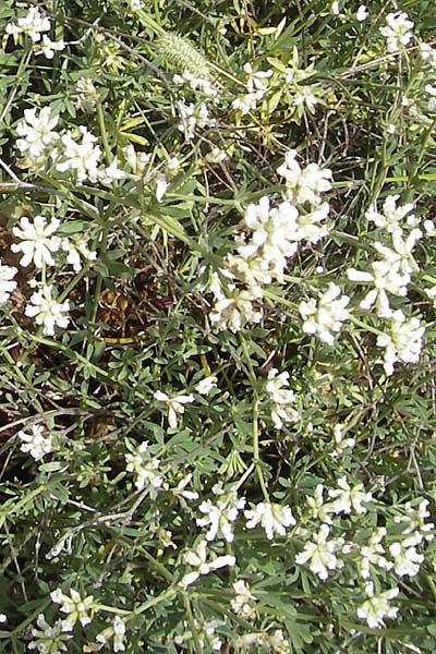 Lotus dorycnium \ F�nfbl�ttriger Backenklee, F Lac de Salagou 4.6.2009