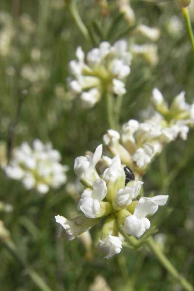 Lotus dorycnium \ F�nfbl�ttriger Backenklee, F Lac de Salagou 4.6.2009