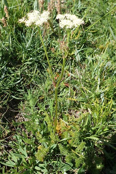 Meum athamanticum \ Brwurz / Spignel, F Col de la Cayolle 9.7.2016