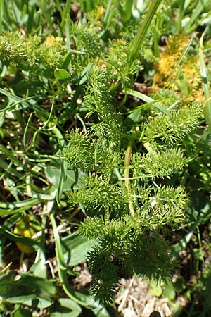 Meum athamanticum \ Brwurz / Spignel, F Col de la Cayolle 9.7.2016
