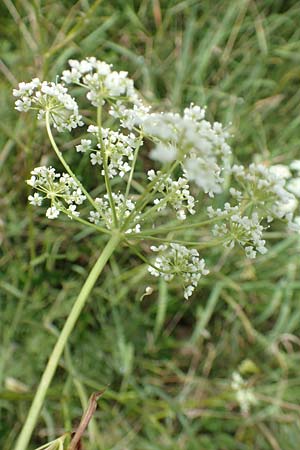 Peucedanum carvifolia \ Kmmel-Haarstrang / Caraway Milk Parsley, F Sturzelbronn 27.7.2017
