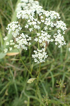 Peucedanum carvifolia \ Kmmel-Haarstrang / Caraway Milk Parsley, F Sturzelbronn 27.7.2017