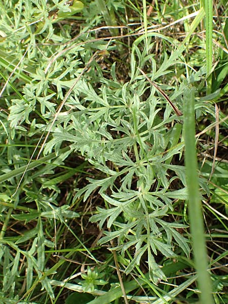 Peucedanum carvifolia \ Kmmel-Haarstrang / Caraway Milk Parsley, F Sturzelbronn 27.7.2017