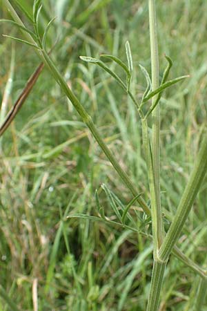 Peucedanum carvifolia \ Kmmel-Haarstrang / Caraway Milk Parsley, F Sturzelbronn 27.7.2017