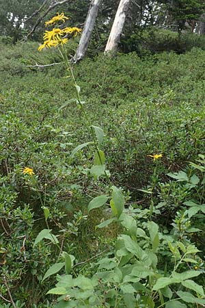 Doronicum austriacum \ sterreicher Gmswurz / Austrian Leopard's-Bane, F Pyrenäen/Pyrenees, Col de Mantet 28.7.2018
