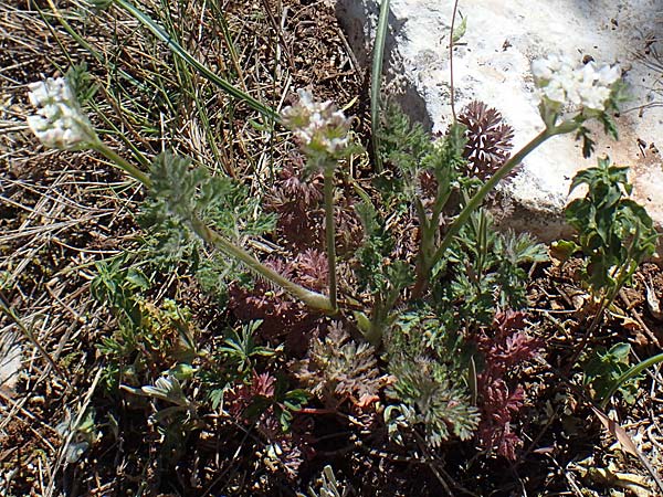 Orlaya daucoides \ M&ouml;hren-Breitsame / Flat-Fruited Orlaya, Small Bur Parsley, F Lagnes 3.5.2023