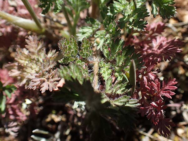 Orlaya daucoides \ M&ouml;hren-Breitsame / Flat-Fruited Orlaya, Small Bur Parsley, F Lagnes 3.5.2023