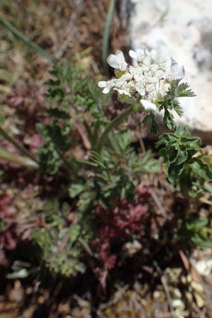 Orlaya daucoides \ M&ouml;hren-Breitsame / Flat-Fruited Orlaya, Small Bur Parsley, F Lagnes 3.5.2023