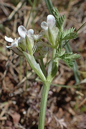Orlaya daucoides \ M&ouml;hren-Breitsame / Flat-Fruited Orlaya, Small Bur Parsley, F Lagnes 3.5.2023