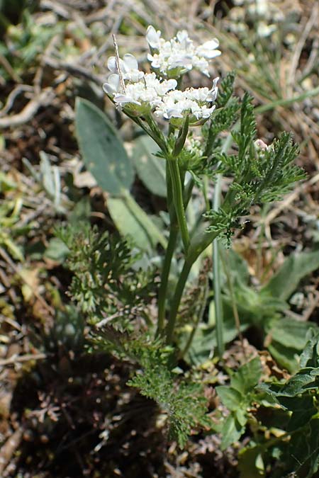 Orlaya daucoides \ M&ouml;hren-Breitsame / Flat-Fruited Orlaya, Small Bur Parsley, F Lagnes 3.5.2023