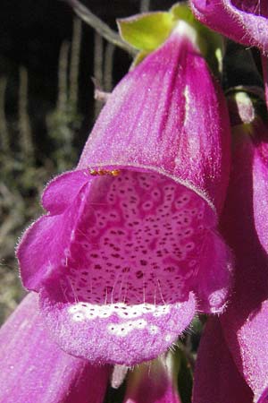 Digitalis purpurea \ Roter Fingerhut / Foxgloves, F Jonte - Schlucht / Gorge 8.6.2006
