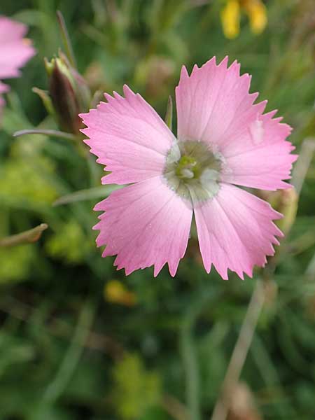 Dianthus pavonius \ Pfauen-Nelke / Peacock-Eye Pink, F Col de la Bonette 8.7.2016
