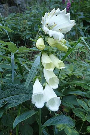Digitalis purpurea \ Roter Fingerhut / Foxgloves, F Vogesen/Vosges, Grand Ballon 2.7.2018