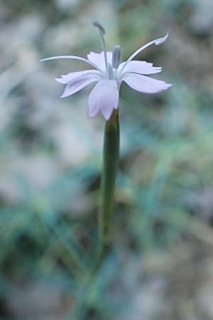 Dianthus pyrenaicus \ Pyren&auml;en-Nelke / Pyrenean Pink, F Pyren&auml;en/Pyrenees, Ansignan 23.7.2018