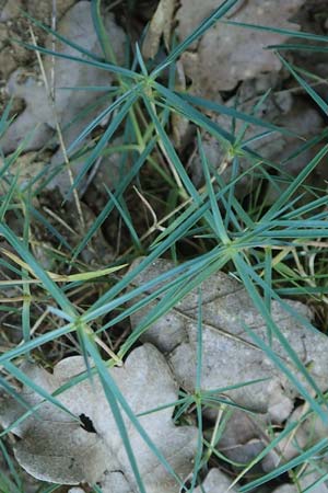 Dianthus pyrenaicus \ Pyren&auml;en-Nelke / Pyrenean Pink, F Pyren&auml;en/Pyrenees, Ansignan 23.7.2018