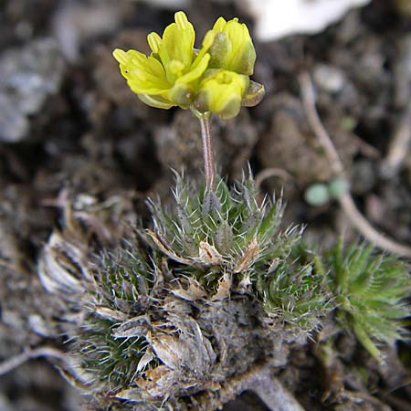 Draba aizoides \ Immergrnes Felsenblmchen, Felsen-Hungerblmchen / Yellow Whitlowgrass, F Col Agnel 22.6.2008