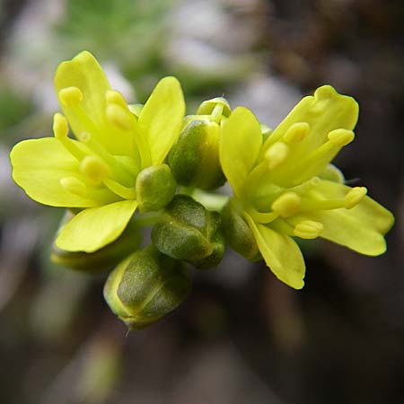 Draba aizoides \ Immergrnes Felsenblmchen, Felsen-Hungerblmchen / Yellow Whitlowgrass, F Col Agnel 22.6.2008