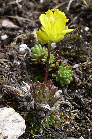 Draba aizoides \ Immergrnes Felsenblmchen, Felsen-Hungerblmchen / Yellow Whitlowgrass, F Col Agnel 22.6.2008