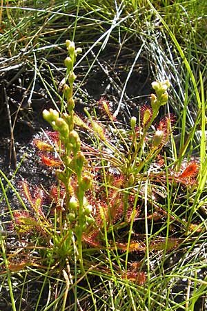 Drosera intermedia \ Mittlerer Sonnentau / Oblong-Leaved Sundew, F Bitche 28.7.2009
